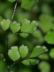 Adiantum raddianum. Abaxial surface of fertile frond showing deeply divided lamina segments that are attached centrally and generally longer than broad.
 Image: L.R. Perrie © Leon Perrie CC BY-NC 3.0 NZ